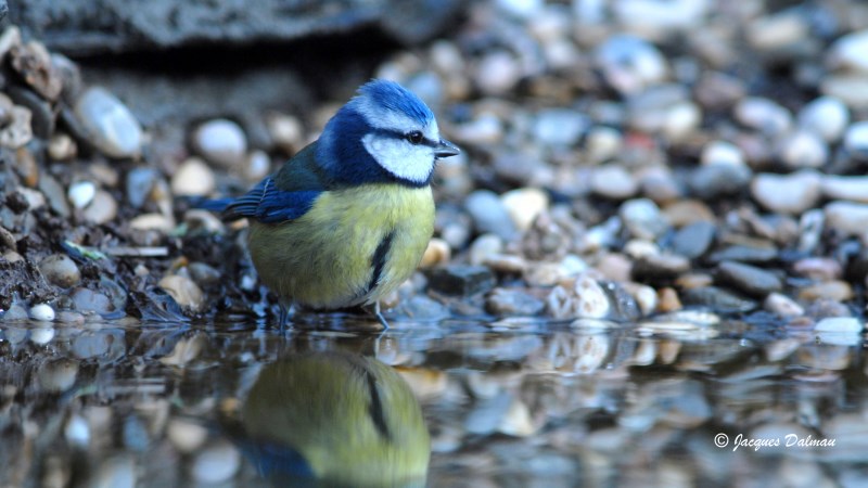 Mesange_bleue Copie.jpg